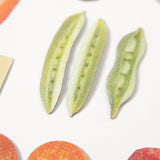 Food Magnets - Complete Pack