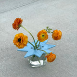 Star Flower Frog - Sky Blue